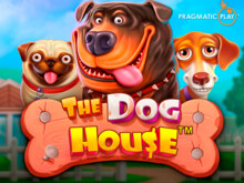 The Dog House: four dogs peeking from colourful kennel
